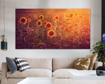 sunflowers in last sunlight.....  by Els Fonteine