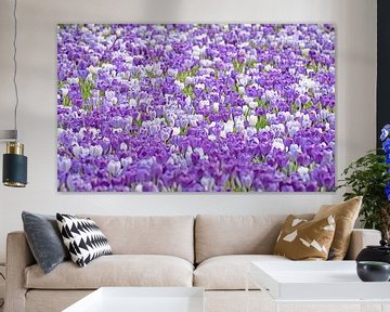 CrocusField by Dalex Photography