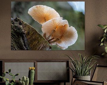 coquille Saint-Jacques sur Herman Troost fotowerk