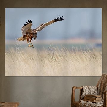 Rohrweihe von Menno Schaefer