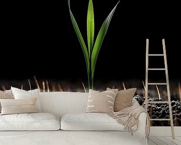 Grüner Trieb in dunkler Erde