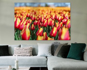 Tulpen 2024 (1)