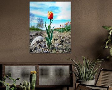 Tulpen 2024 (3)