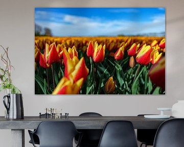 Tulpen 2024 (4)