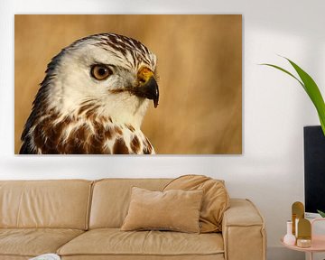 Buizerd