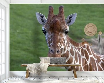 Porträt einer Giraffe