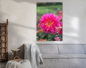 Dahlia ‘Carmen’