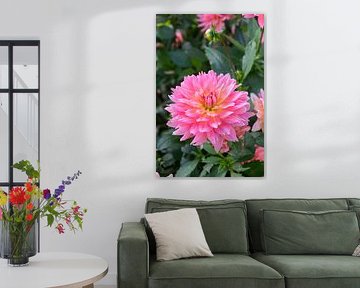 Dahlia ‘Samantha’