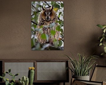 Long-eared owl by Menno Schaefer