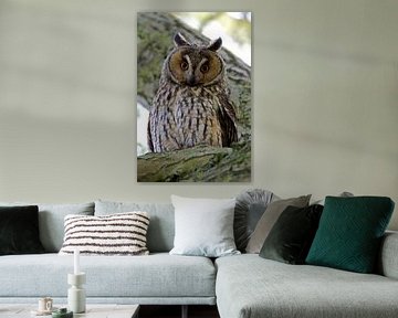 Long-eared owl by Menno Schaefer