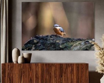 Beautiful nuthatch