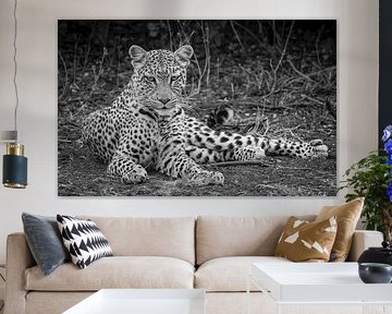 leopard on the ground by Soho Services