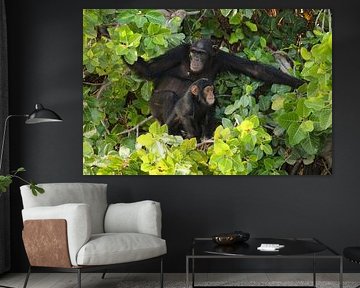 Chimpansees of Baboon Island