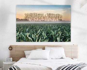 Schöner Sonnenaufgang über den Blumenkohlfeldern.