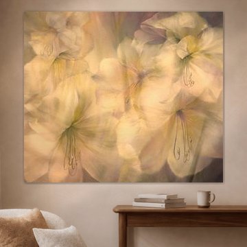 Un soupçon d'amaryllis dans la chaude lumière du soir