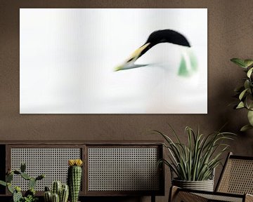 Portrait of an Eider Duck by Stefan Gerrits