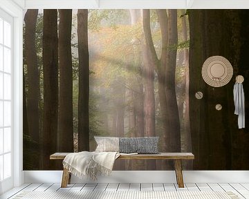 Mist in het Speulderbos