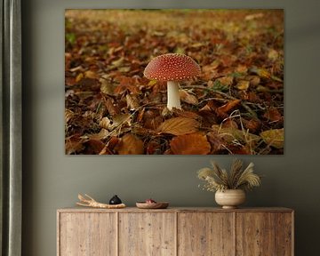 Agaric de la mouche sur Madeltijntje