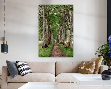 A Majestic Alley at the Seuil de Naurouze by Frank Photos