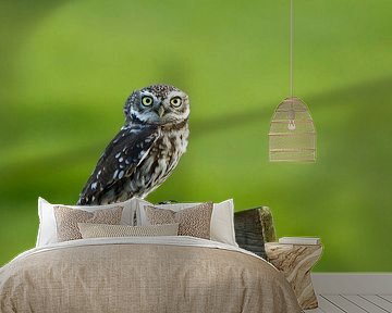 Stone owl by Menno Schaefer