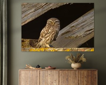 Stone owl by Menno Schaefer