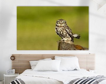 Hibou de pierre sur Menno Schaefer