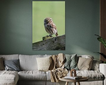 Little owl on a polder fence by Menno Schaefer