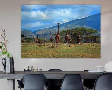 Kudde giraffen op de uitlopers van de Ngorogorokrater