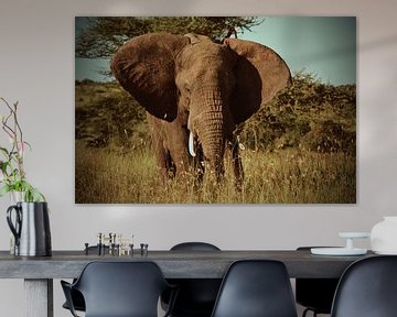 Olifant op de Serengetivlakte in Afrika