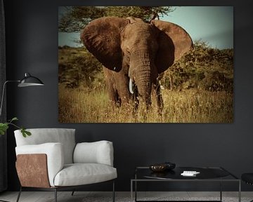 Olifant op de Serengetivlakte in Afrika