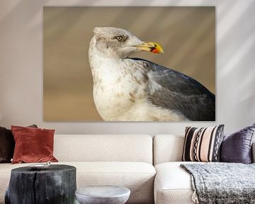 Portret van een zilvermeeuw van Timo van Dam