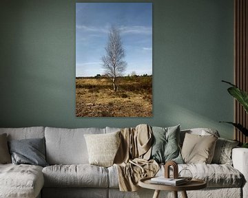 boom van Arno Photo