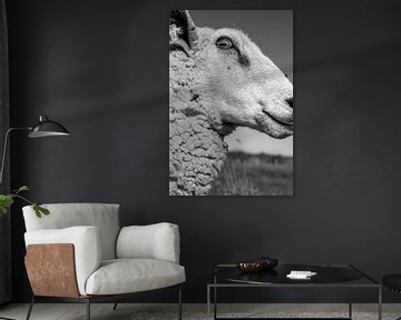A sheep on the dyke on Fehmarn by Christoph Jirjahlke
