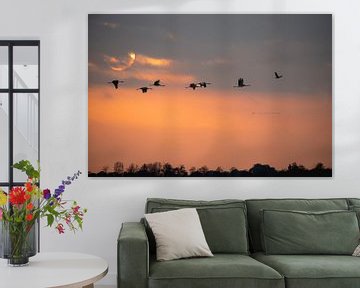 Cranes in flight at sunset