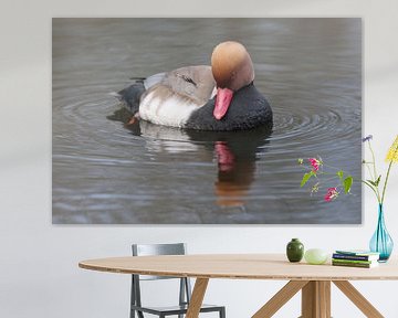 Krooneend (Netta rufina) van Ronald Pol
