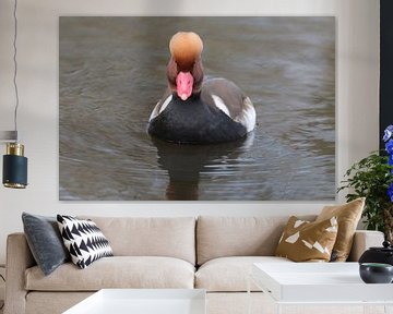 Krooneend (Netta rufina) van Ronald Pol