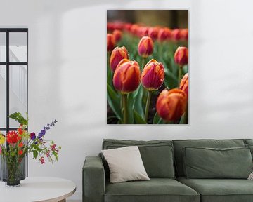 tulips in bloom by Rizal Azhari