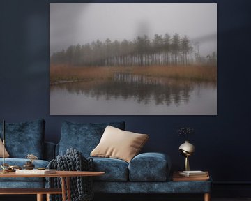 misty forests