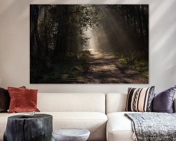 early morning sunbeams