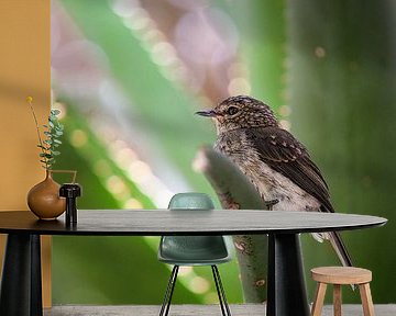 Flycatcher in South Africa by Tom Zwerver