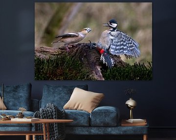 Chardonneret élégant vs Pic épeiche