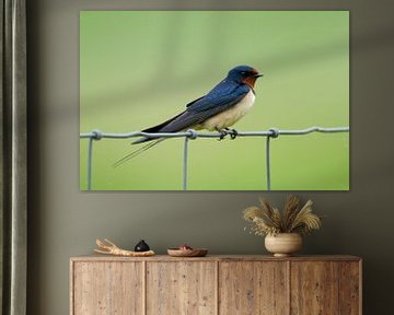 Swallow by Menno Schaefer