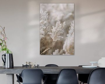 Soft White Plume in Focus