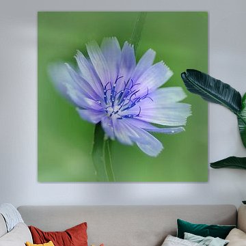 Chicorée sur Marlies Prieckaerts