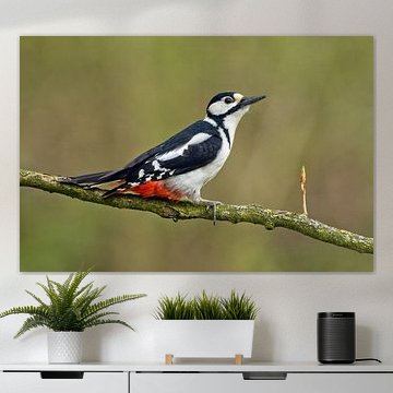 Buntspecht von Menno Schaefer