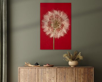 Pluizenbol van een Tragopogon met warm rode achtergrond, (verticaal / staand) van Marjolijn van den Berg