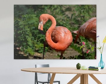 Nieuwsgierige blik: Een flamingo kijkt recht in de camera van Beelden van Bo