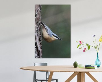 Nuthatch