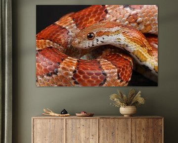 Korenslang (Pantherophis guttatus) van Ronald Pol