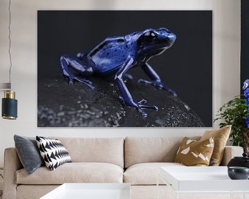 Blauwe Pijlgifkikker (Dendrobates tinctorius azureus) van Ronald Pol